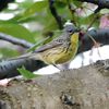 Rare Sighting Of Kirtland's Warbler In Central Park Sends Birdwatchers Into Hushed Frenzy
